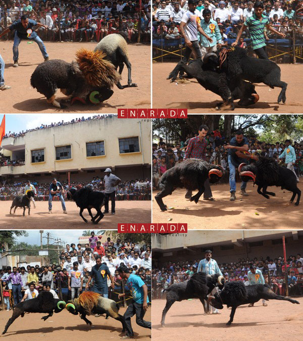 As per the normal practice, Goat fight held today in Hubli